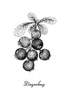 Hand Drawn of Ripe Lingonberries on White Background