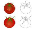 Hand-drawn ripe tomatoes, realistic and contoured objects, vector drawing