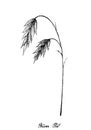 Hand Drawn of River Oats or Northern Sea Oat Royalty Free Stock Photo