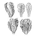 Hand drawn romaine lettuce. Romano salad. Vector sketch illustration