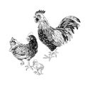 Hand drawn rooster, hen and chicken.