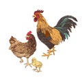 Hand drawn rooster, hen and chicken. Royalty Free Stock Photo