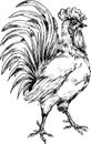 Hand drawn rooster