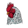 Hand drawn rooster illustration. Design element for poster, card, label, sign, card, banner.