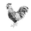 Hand drawn rooster.