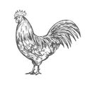 Hand drawn rooster sketch