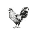 Hand drawn rooster sketch. Vector illustration