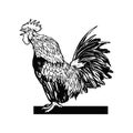 Hand drawn rooster vector illustration. Sketch chicken isolated on white background. Vintage vector engraving Royalty Free Stock Photo