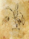 Hand drawn ropical plants. Plants Dieffenbachia sketch. Sepia color.
