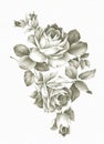 Hand drawn rose. Royalty Free Stock Photo