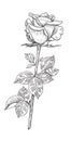 Hand drawn Rose Bud with Leaves