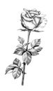 Hand drawn Rose Bud with Leaves