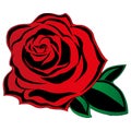 Red rose with leaves. Hand drawn rose flower. Vector illustration of a beautiful red rose