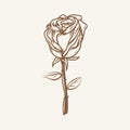 Hand Drawn Rose with leaves. Hand Drawn Rose with brown outline