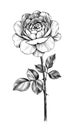 Hand drawn Rose with Leaves