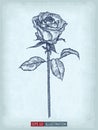 Hand drawn rose on old craft paper texture background. Template for your design works Royalty Free Stock Photo