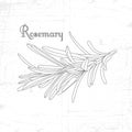 Hand drawn rosemary branch with leaves isolated on white. Royalty Free Stock Photo