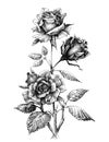 Hand drawn roses