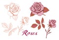 Hand-drawn roses set, vector. Sketch roses silhouette and color roses