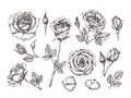 Hand drawn roses. Sketch rose flowers with thorns and leaves. Black and white vintage etching vector botanical isolated Royalty Free Stock Photo