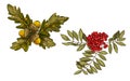Hand-drawn rowan branch with red berries and oak leaves and acorns isolated on white background. Vector Royalty Free Stock Photo