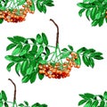 Hand drawn rowan tree seamless pattern isolated on white background