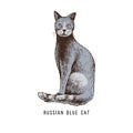 Hand drawn russian blue cat