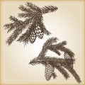 Hand drawn rustic vintage design vector elements. Forest collection of coniferous branches and pine cones on