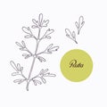 Hand drawn ruta or rue branch with leaves isolated