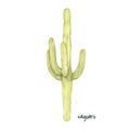 Hand drawn saguaro cactus isolated on white background