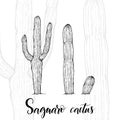 Hand drawn saguaro cactus