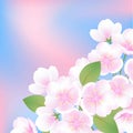 Hand drawn sakura blossom peach white flowers botanical illustration, blue pink gradient background vector web banner Royalty Free Stock Photo