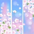 Hand drawn sakura blossom peach white flowers plant decoration illustration banner, blue pink gradient vector background Royalty Free Stock Photo