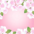 Hand drawn sakura blossom peach white flowers plant decorative illustration, pink gradient vector background banner Royalty Free Stock Photo