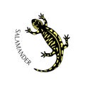 Hand drawn salamander in black and yellow color