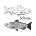 Hand drawn salmon fish black and white and color isolated on white background. Vector salmon fish