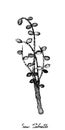 Hand Drawn of Saw Palmetto Berries on Tree Branch