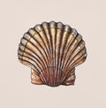 Hand drawn scallop saltwater clams