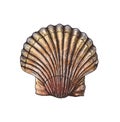 Hand drawn scallop saltwater clams