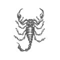 Hand drawn scorpion.