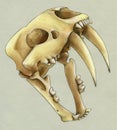 Hand drawn scull of an extinct sabre toothed tiger Royalty Free Stock Photo