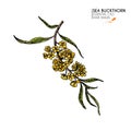 Hand drawn sea buckthorn blossom. Vector colorfull engraved illustration. Healing tea and medical eatable berry. Food