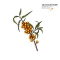 Hand drawn sea buckthorn branch. Vector colorfull engraved illustration. Healing tea and medical eatable berry. Food