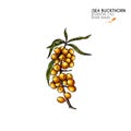 Hand drawn sea buckthorn branch. Vector colorfull engraved illustration. Healing tea and medical eatable berry. Food