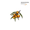 Hand drawn sea buckthorn branch. Vector colorfull engraved illustration. Healing tea and medical eatable berry. Food