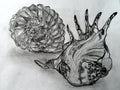 Hand drawn sea cockle-shells