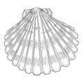 Hand drawn sea shell. Starfish shellfish tropical mollusk in vintage engraving style. Seashell isolated vector