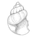Hand drawn sea shell. Starfish shellfish tropical mollusk in vintage engraving style. Seashell isolated vector Royalty Free Stock Photo