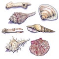 Hand drawn sea shells collection. Marine isolated crayon illustration