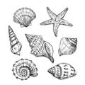 Hand drawn sea shells. Starfish shellfish tropical mollusk in vintage engraving style. Seashell isolated vector Royalty Free Stock Photo